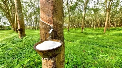 Borracha natural e borracha sintética, por que a borracha natural deve ser us...