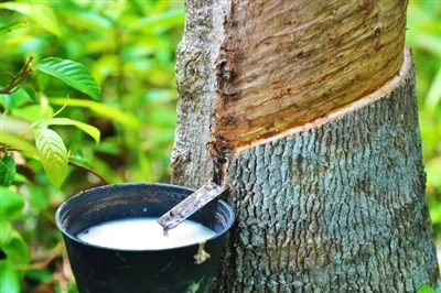 Propriedades e aplicações de borracha natural