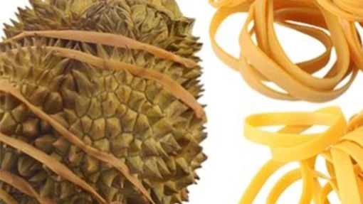 rubber bands for durian