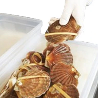 Elastic Bands for Shellfish Packaging